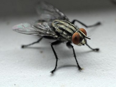 罗村四害消杀中心有什么方法消灭蚊虫和苍蝇