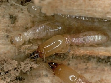 平洲验收白蚁中心专家发布白蚁防治的十大误区