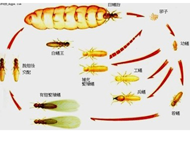 盐步白蚁防治中心——白蚁的蚁后是怎样产生的