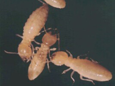 桂城白蚁备案公司：防治家庭白蚁的简单方法