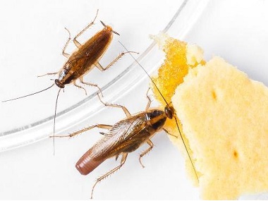 和顺除四害公司居家环境，预防蟑螂需下好“先手棋”