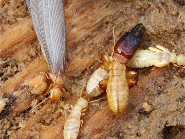 南海预防白蚁站令建筑行业谈蚁色变的是什么白蚁