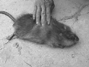 狮山杀虫灭鼠机构——综合防治老鼠的方法