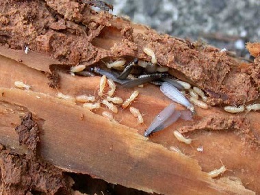 里水白蚁预防站白蚁对钢筋混凝土有危害吗？