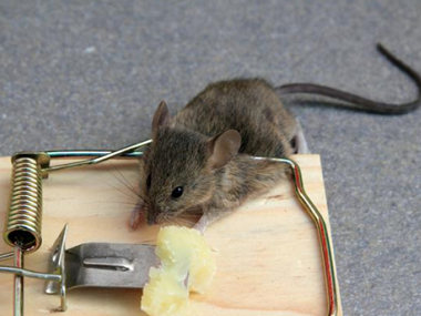 沙头专业灭鼠机构捕鼠笼灭鼠工具布置在什么地方