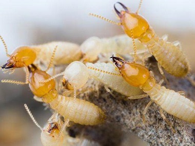 南海灭治白蚁公司白蚁危害主要表现有哪些方面