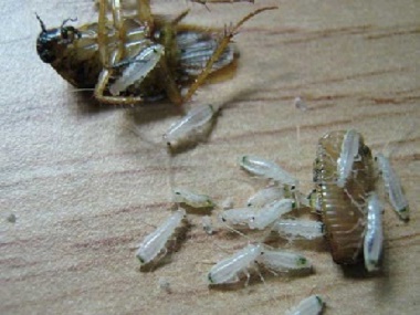 桂城四害消杀中心正确有效杀灭蟑螂的方法