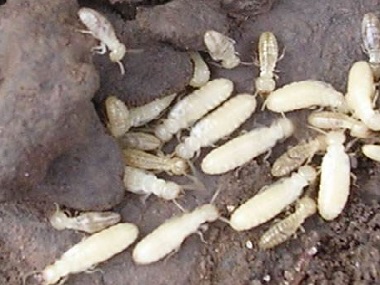 罗村白蚁备案机构白蚁防治主要有以下两个方面