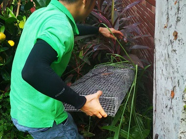 丹灶病媒生物防控机构毒蛇与无毒蛇的区别