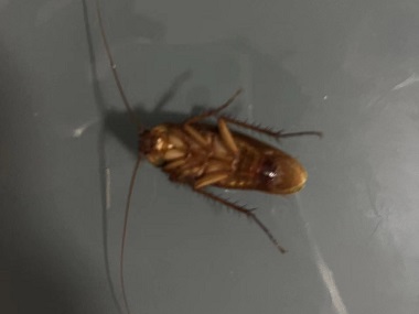 佛山控制有害生物公司喷杀虫剂灭蟑螂为什么一点用没有
