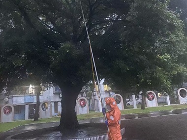 平洲蜂患处理中心发现马蜂窝的正确处理方法