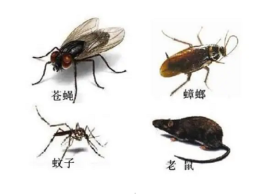 九江病媒生物防控机构四害防控都有哪些方法